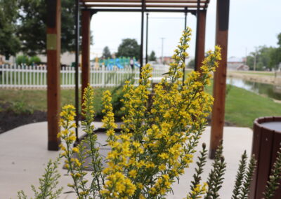 Image of Butterly Garden Flowers and Landscape